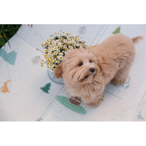 Портативный складной коврик Parklon Portable «Лес чудес» 140x200